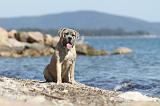 CANE CORSO 526